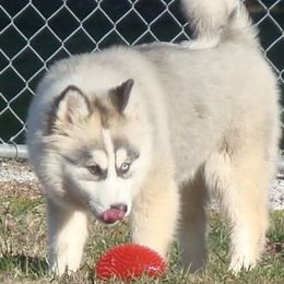 Macy - Pomsky