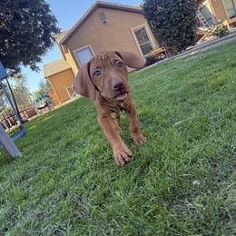 Henry - Golden rust male Vizsla puppy in Queen Creek, Arizona from Summit Vizslas