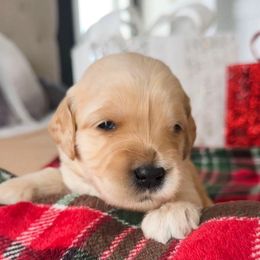 Crayola - Apricot female Goldendoodle puppy in Sterling, Illinois from Charley's Goldendoodles