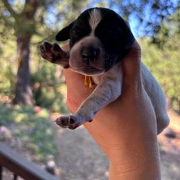 Pepper - yellow collar - Black roan male German Shorthaired Pointer puppy in Mokelumne Hill, California from Underhill GSP