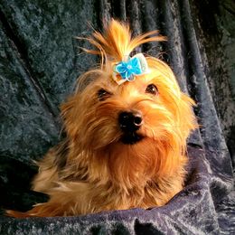 Dolly - Yorkshire Terrier