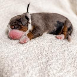 Elbert - Blue merle male Bernedoodle puppy in Ammon, Idaho from Little Stone Bernedoodles