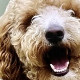 Rory - Goldendoodle