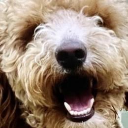 Rory - Goldendoodle