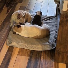 French Bulldog Puppies from Bailey Hedges