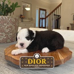 Dior - Gray and white female Old English Sheepdog puppy in Cleveland, Tennessee from Narrow Path Old English & Sheepadoodles