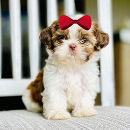 Girl 3 - Liver and white female Shih Tzu puppy in Seguin, Texas from Dolled Up Shih Tzus