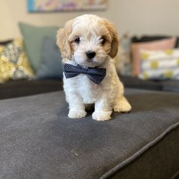 Cavachon, Cavalier King Charles Spaniel, and Cavapoo Puppies from Cavachon Love