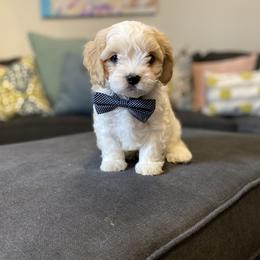 Cavachon, Cavalier King Charles Spaniel, and Cavapoo Puppies from Cavachon Love