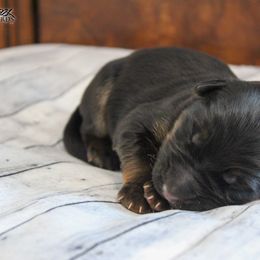 German Shepherd Puppies from 501 Shepherds