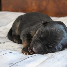 German Shepherd Puppies from 501 Shepherds