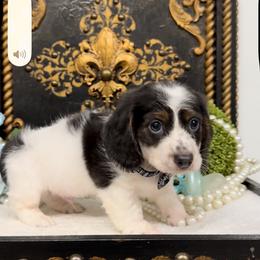 Domino - Blue and tan male Dachshund puppy in Collins, Georgia from Liberty Longhair Dachshunds