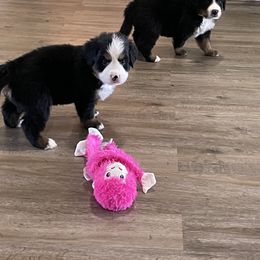 Bernese Mountain Dog Puppies from Willow Tree Berners