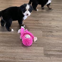 Bernese Mountain Dog Puppies from Willow Tree Berners