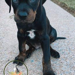 Catahoula Leopard Dog Puppies from Peach Tree Catahoulas
