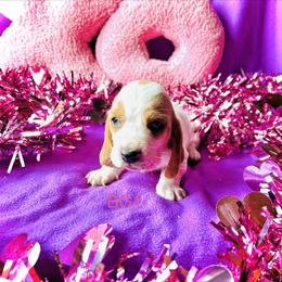 BG1 - Red and white female Basset Hound puppy in Britton, South Dakota from K&S Canines