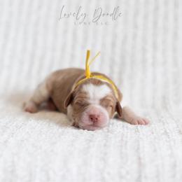 Yellow Collar Girl - Caramel cream female Australian Labradoodle puppy in Thousand Oaks, California from Lovely Doodle Lane