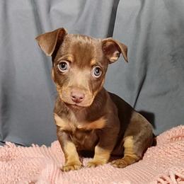 Piglet - Chocolate and white male Teddy Roosevelt Terrier puppy in Claremore, Oklahoma from Travelin' Man Terriers