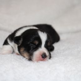 Autumn - Black and tan female Pembroke Welsh Corgi puppy in Paradise, Texas from Corgis in Paradise