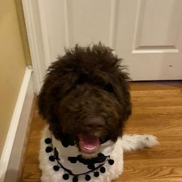 Goldendoodles, Labradoodles, Poodles, and Sheepadoodles from Osage Puppies LLC