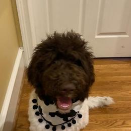 Goldendoodles, Labradoodles, Poodles, and Sheepadoodles from Osage Puppies LLC