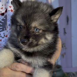 Denver - Black and white male Pomsky puppy in Spring Hill, Florida from PDQ Pomskies