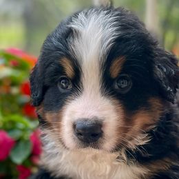 Ernie - Bernese Mountain Dog puppy from Diamond U Berners