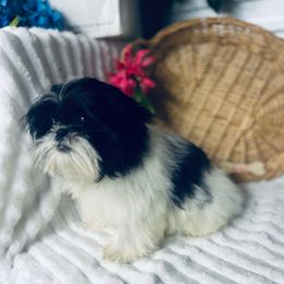 AKC Willow - Black and white female Shih Tzu puppy in Elgin, South Carolina from Silver Bells Paw Prints