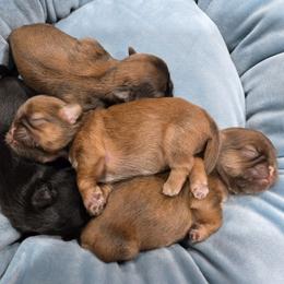 Shih Tzu puppies from Ju Shih Tzu