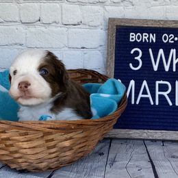 Girl 1 - Miniature Australian Shepherd puppy in Deridder, Louisiana from AussieSmiths