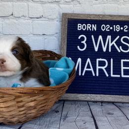 Girl 1 - Miniature Australian Shepherd puppy in Deridder, Louisiana from AussieSmiths