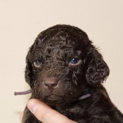 Boykin Spaniel Puppies from Palmetto Boykin Spaniels