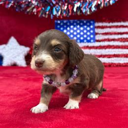 Ava - Chocolate and cream female Dachshund puppy in Lincoln, Arkansas from Red Dirt Dachshunds