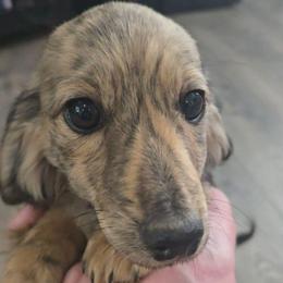 Steve - Cream male Dachshund puppy in Price, Utah from Stone Kennels