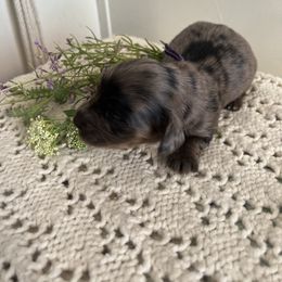 Cockapoo and Dachshund Puppies from Cochran's Cockapoo's