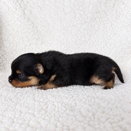 Cider - Black and tan female Pomeranian puppy in Morgan, Utah from Rockstar Rigby Pomeranians