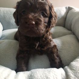 Cockapoo Puppies from Oodles of Doodles and Love