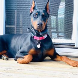 Fenja - Doberman Pinscher