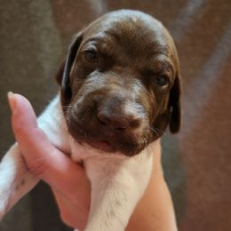 Boy 2 - male German Shorthaired Pointer puppy in Meriden, Kansas from Hull's GSPs