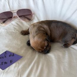 Diamond - Red female Redbone Coonhound puppy in Angleton, Texas from Dorsett Dogs