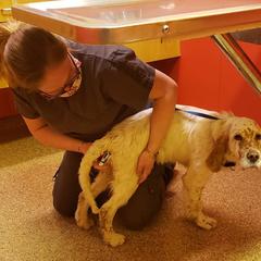 English Setter Puppies from Finlauson's Pet Care Center and Granite State Service Dogs