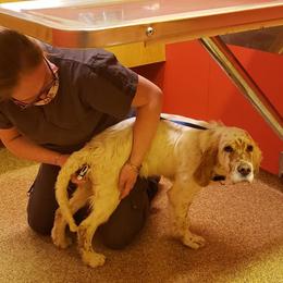 English Setter Puppies from Finlauson's Pet Care Center and Granite State Service Dogs