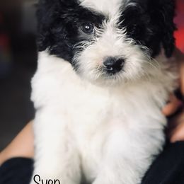 "Male" Old English Sheepdog, Poodle, and Sheepadoodle Puppies from Mountain Peak Poodle Doodles