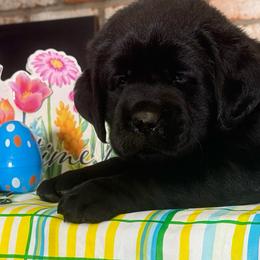 Cubby - Black male Labrador Retriever puppy in Dixon, California from Rosslyn Labradors (Rose-Line)