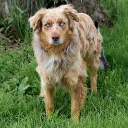 Australian Shepherd puppies from Westrip Angus & Aussies