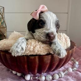 Aphrodite (light pink) - Brown and white female Bernedoodle puppy in West Haven, Utah from Harper Haven Cavapoos & Doodles