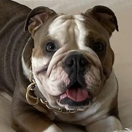 Bulldogs from GT Royalties