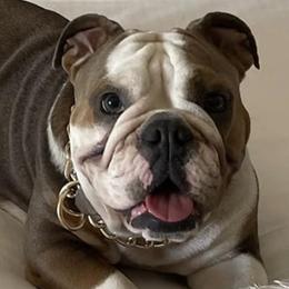 Bulldogs from GT Royalties