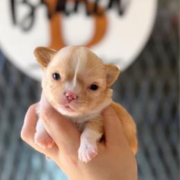 Bruiser - Fawn and white male Chihuahua puppy in Harrison, Michigan from Cloud9 Chihuahuas