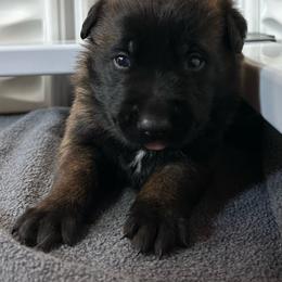Pink - Fawn sable female Belgian Malinois puppy in Ellerbe, North Carolina from Grand Prix Kennel